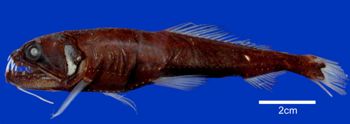 Media type: image; Ichthyology 134495